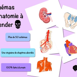 Anatomy diagrams to be labeled