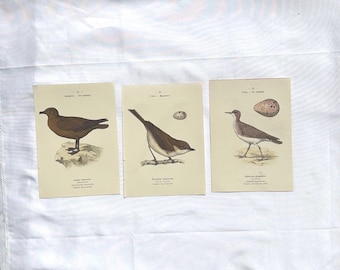 Lote de 3 grabados botánicos de aves a doble cara, Francia, circa 1800, lámina naturalista antigua, siglo XIX.