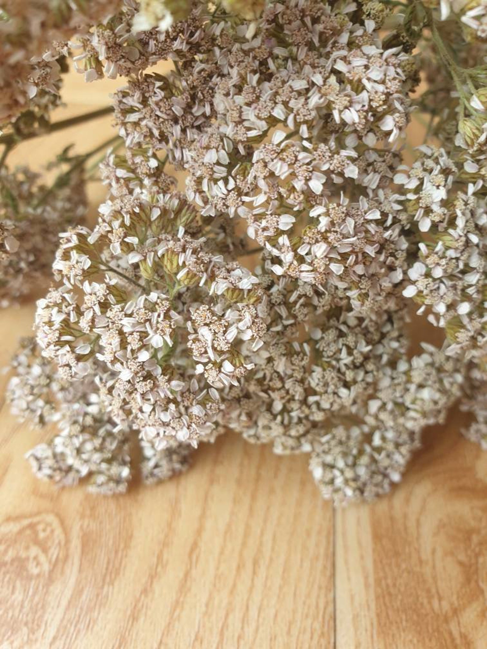 Real dried achillea white yarrow multi branched stems bunch Etsy