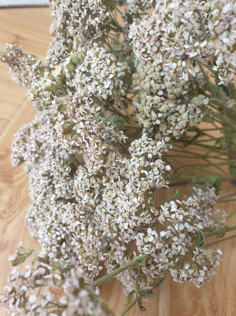 Real dried achillea white yarrow multi branched stems bunch Etsy