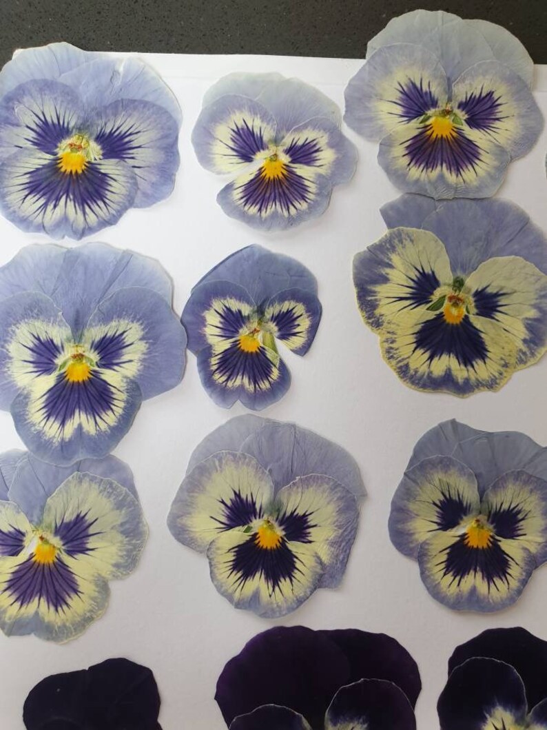 Pressed Pansies /violas 20 Pieces Edible for Cake Decorating Etsy