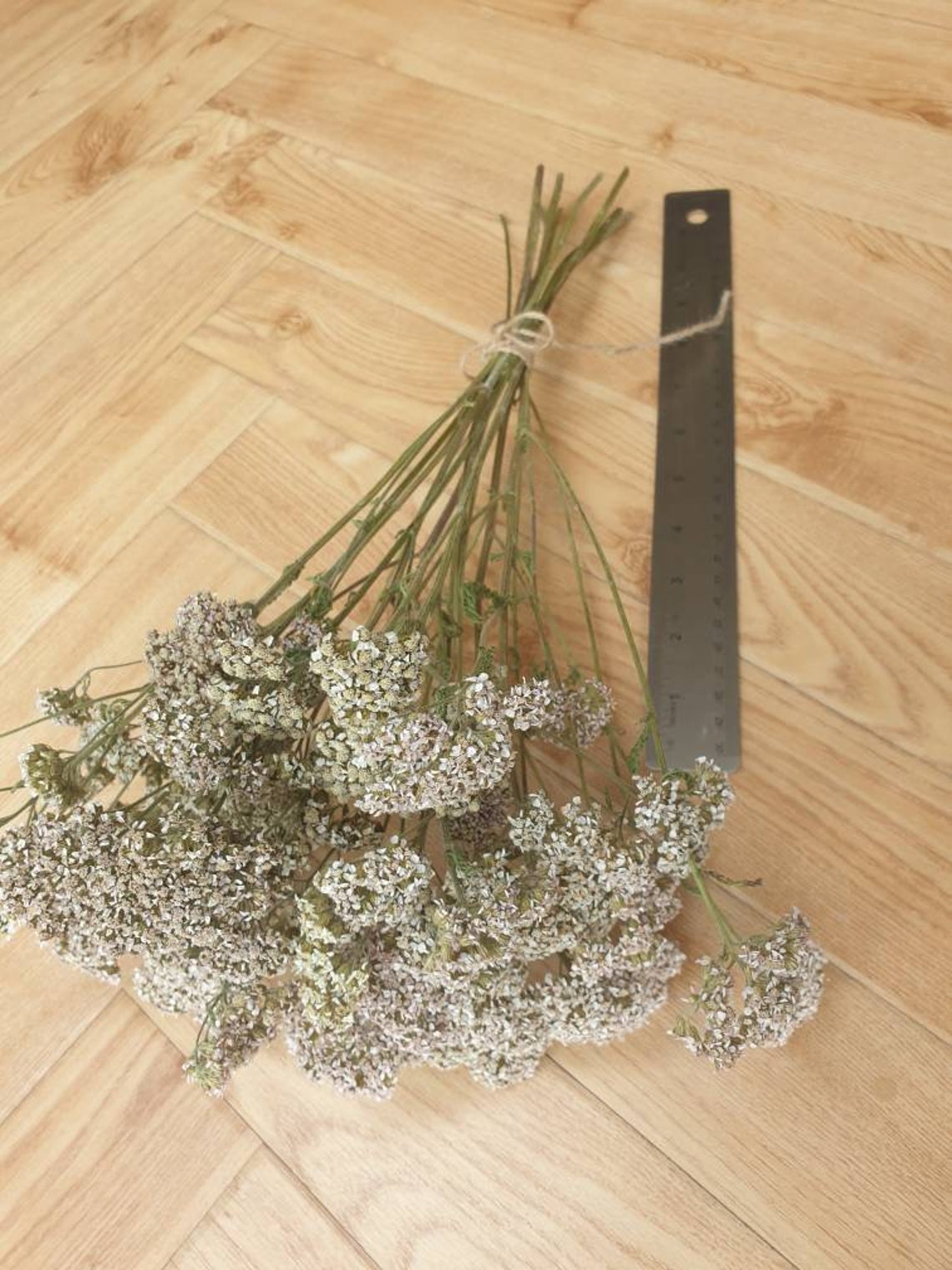 Real dried achillea white yarrow multi branched stems bunch Etsy