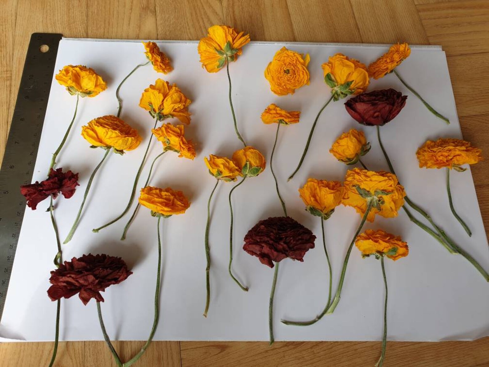 Real dried ranunculus yellow and red. Hand grown picked and Etsy