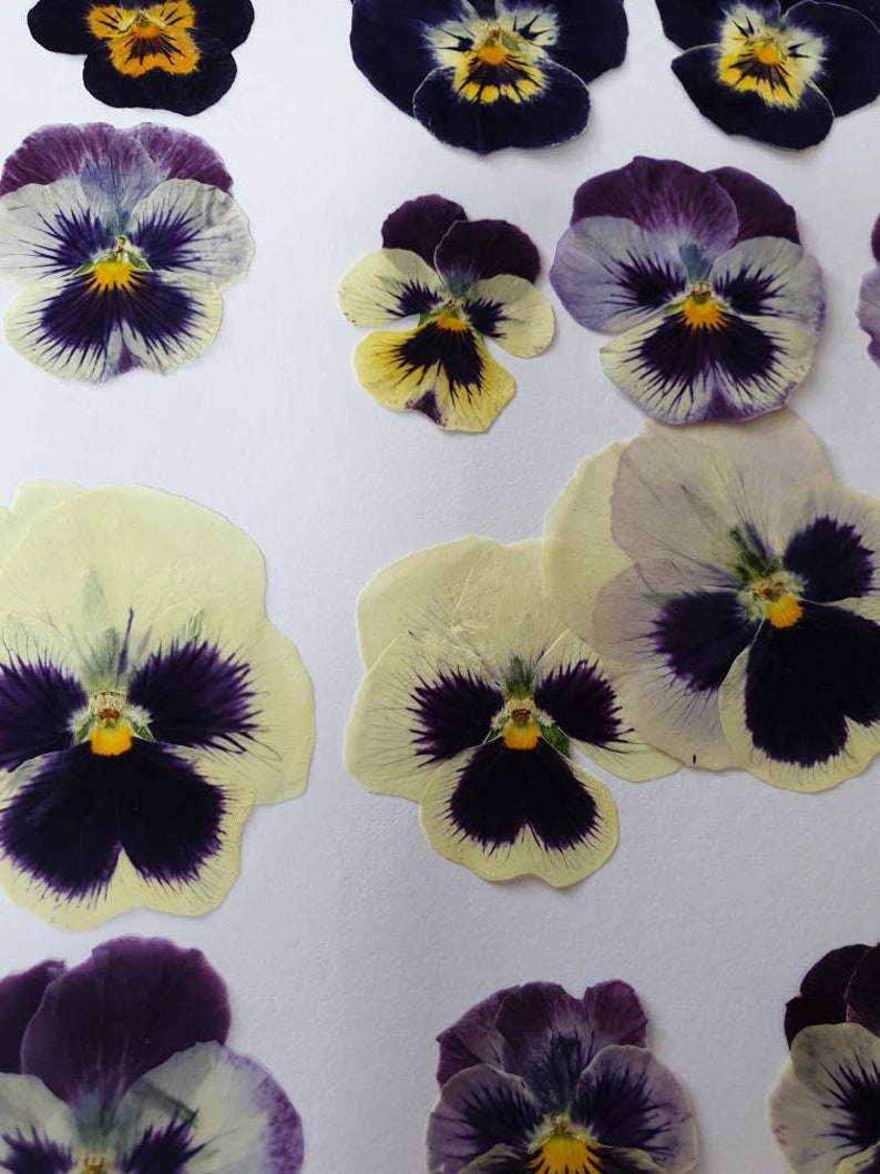 Pressed Pansies /violas 20 Pieces Edible for Cake Decorating Etsy