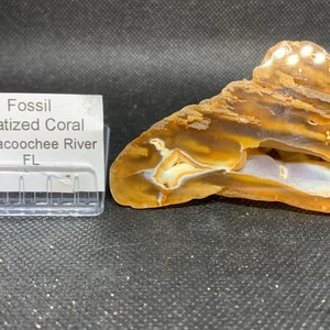Fossil Agagatized Coral, Fossils, coral American Seller Fast Shipping
