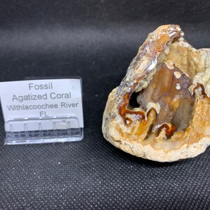 Fossil Agagatized Coral, Fossils, coral American Seller Fast Shipping