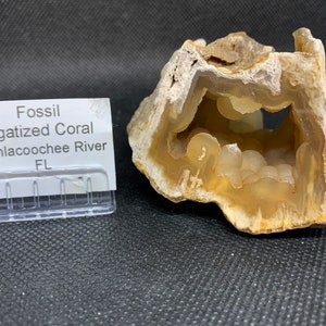 Fossil Agagatized Coral, Fossils, coral American Seller Fast Shipping