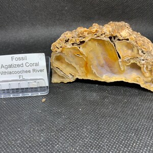 Fossil Agagatized Coral, Fossils, coral American Seller Fast Shipping