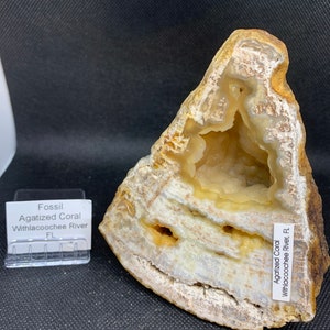 Fossil Agagatized Coral, Fossils, coral American Seller Fast Shipping