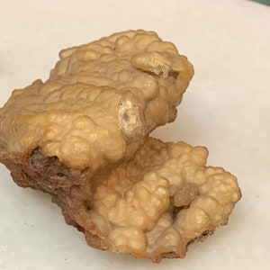 Fossil Agagatized Coral, Fossils, coral American Seller Fast Shipping