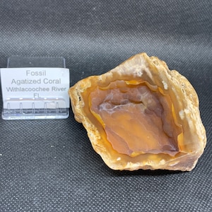 Fossil Agagatized Coral, Fossils, coral American Seller Fast Shipping