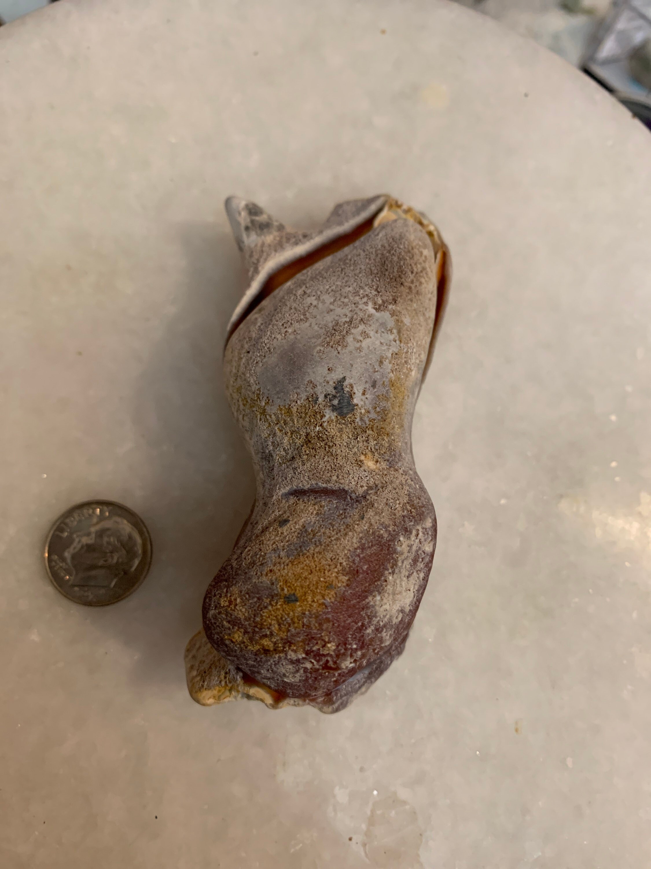 Pair of Fossil Agatized Coral Tampa Bay Fossil Agatized Etsy