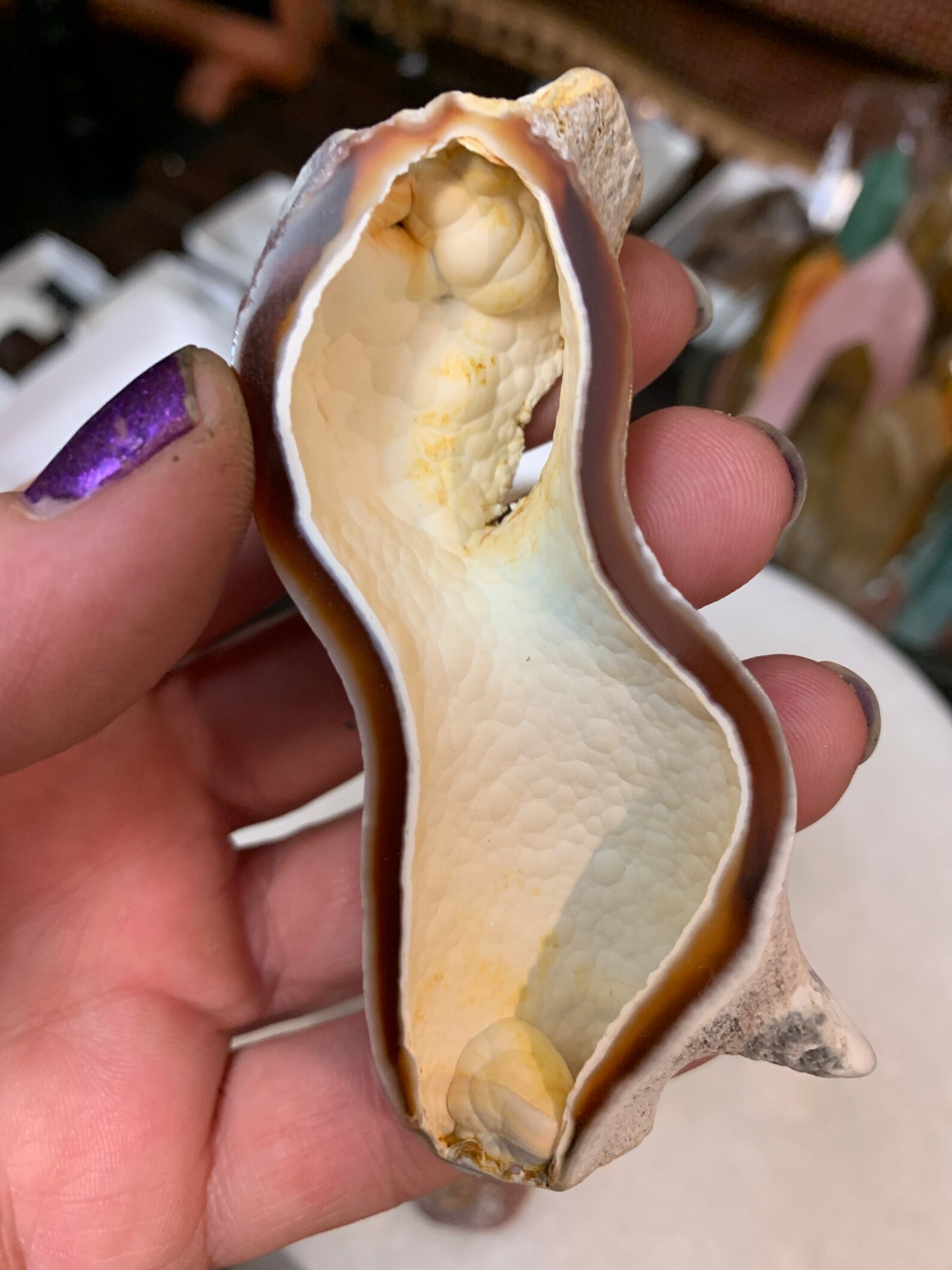 Pair of Fossil Agatized Coral Tampa Bay Fossil Agatized Etsy