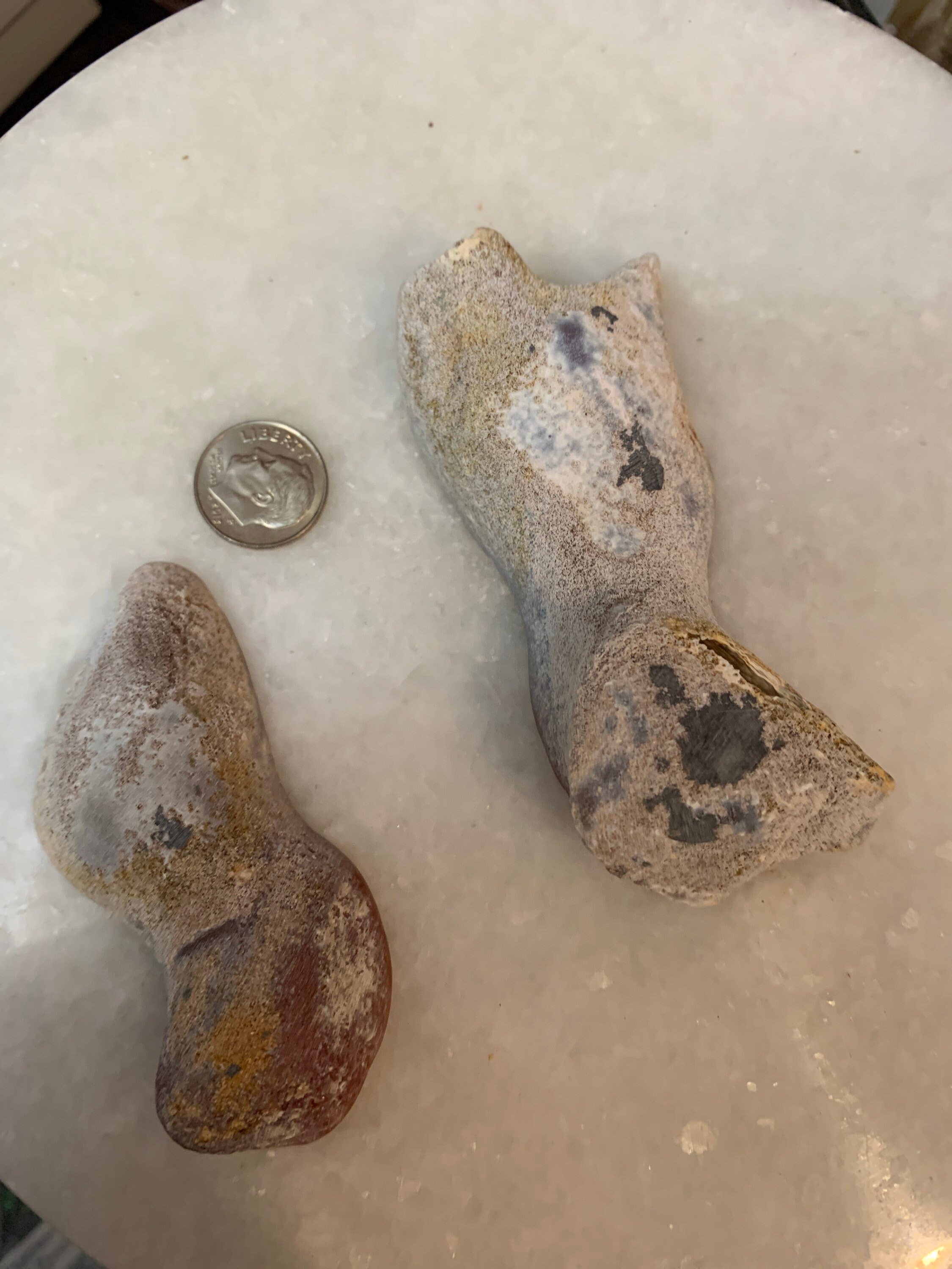 Pair of Fossil Agatized Coral Tampa Bay Fossil Agatized Etsy