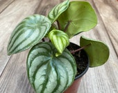 Watermelon Peperomia in 4 quot pot or 6 quot pot