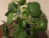 Pilea Peperomioides - Chinese Money Plant - Pancake - UFO - Pepperoni - Plant - in 6 quot inches pot