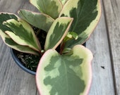 peperomia Ginny in 4 quot pot