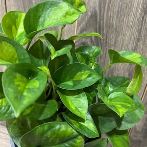 Epipremnum Aureum 'Global Green in 6 pot image 3