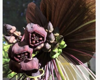 May include: A close-up of a dark purple flower with long, thin, white and purple stems. The flower has a unique, spiky texture and is surrounded by green leaves.