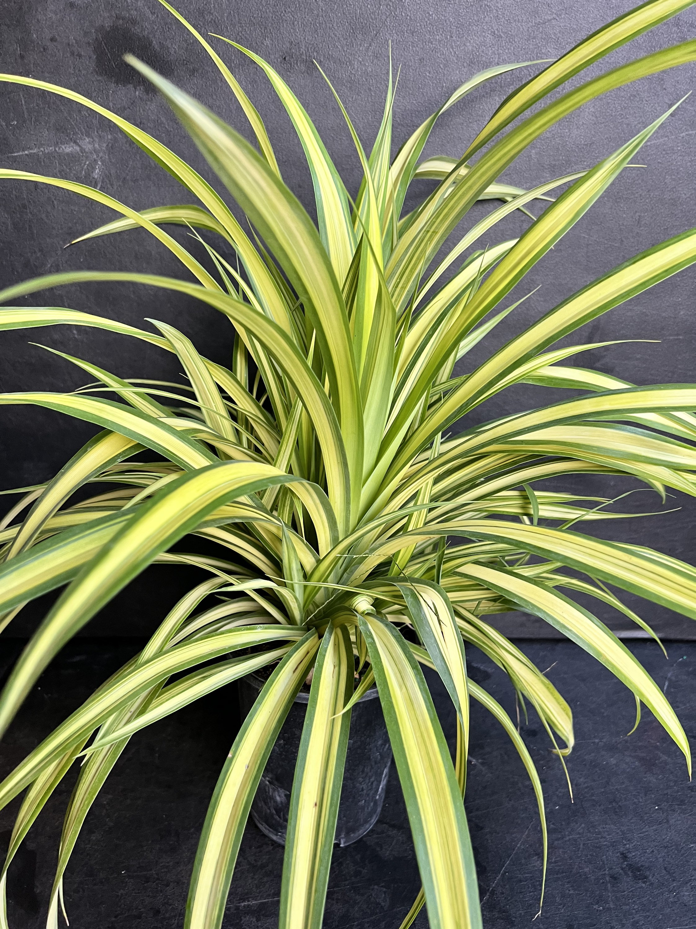 Large Pandanus Baptistii Aureus Variegated Dwarf Pandanus in Etsy