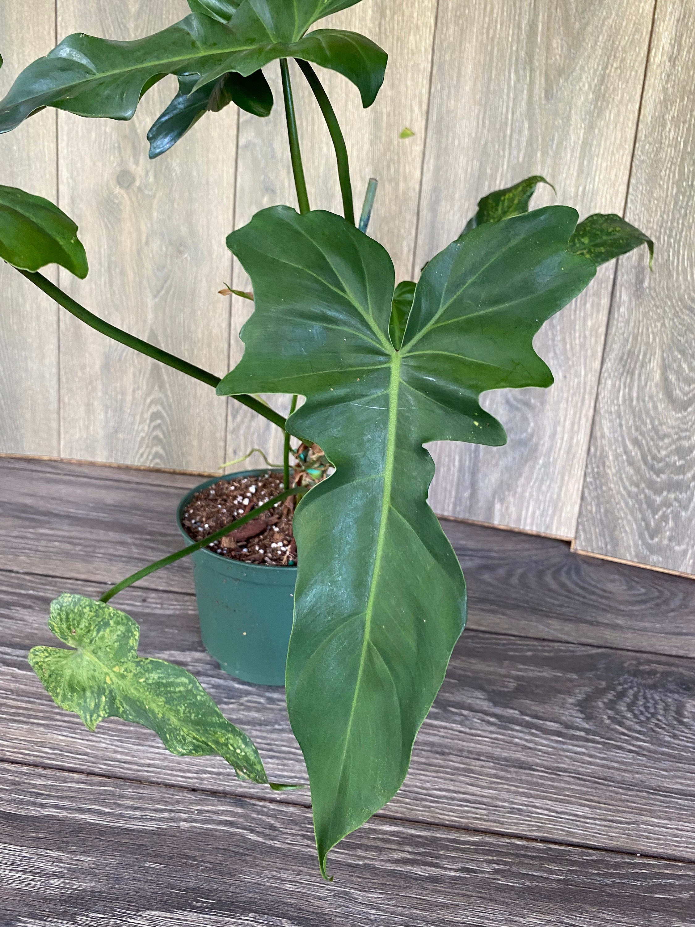 Philodendron Green Dragon in 6 Pot Etsy