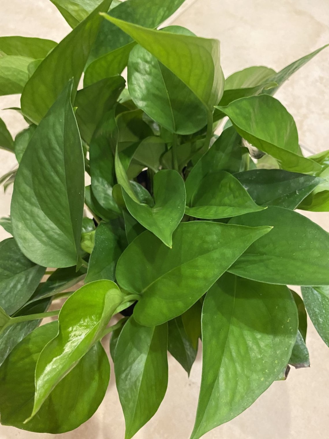 Jade Pothos in 6 Pot Etsy