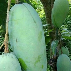 Orange Sherbet  Mango Tree. grafted in 1/2  gallon pot, Grafted