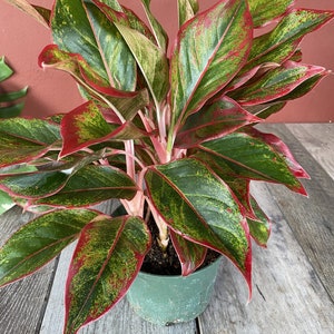 Aglaonema Siam, Siam Aurora Aglaonema in 6&quot; Pot