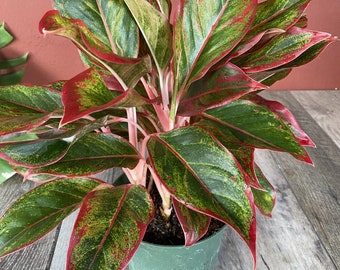 Aglaonema Siam, Siam Aurora Aglaonema in 6" Pot