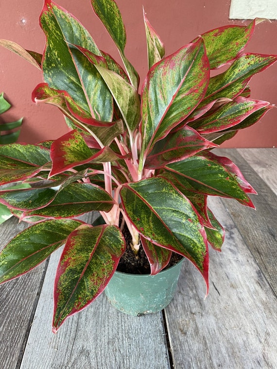 その他観葉植物 Aglaonema 3Colors Siam Aorora Aglaonema Siam, Siam Aurora Aglaonema in 6