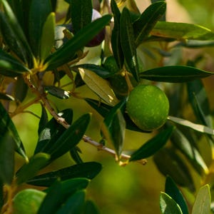 May include: A close-up of a green olive growing on a branch of an olive tree. The olive is surrounded by green leaves.