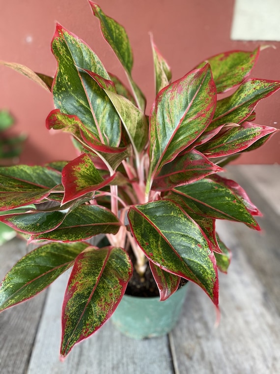 Aglaonema Siam, Siam Aurora Aglaonema in 6