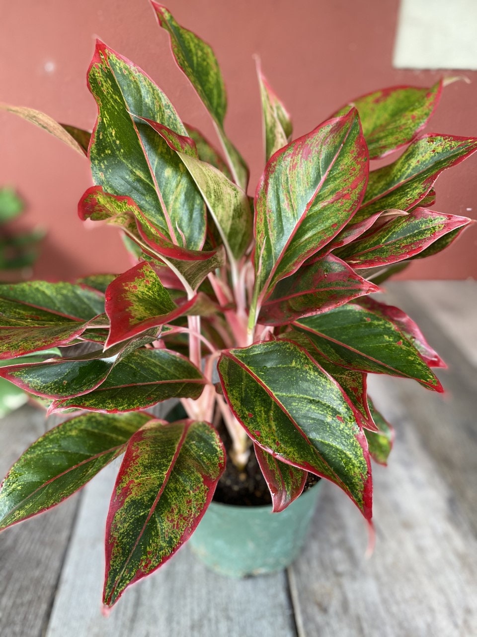 その他観葉植物 Aglaonema 3Colors Siam Aorora Aglaonema Siam, Siam Aurora Aglaonema in 6