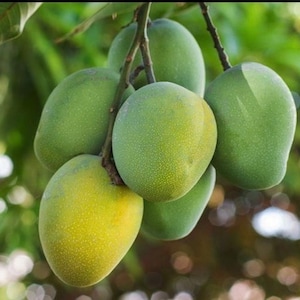 Fruit Punch Mango Tree, grafted in 3 gallons pot,  No Ship to  HI
