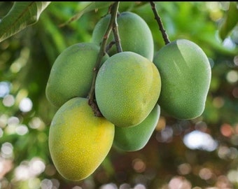 Fruit Punch Mango Tree, grafted in 3 gallons pot