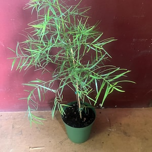 May include: A small, green potted plant with long, thin, needle-like leaves. The plant is in a green plastic pot and is set against a dark red background. The plant is supported by a thin wooden stake.