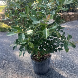 May include: A potted plant with vibrant green leaves and a dark gray plastic pot. The plant has multiple stems and a full, bushy appearance. The leaves have a glossy texture and a mix of light and dark green hues. The pot sits on a gray surface.