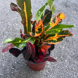 May include: A small potted plant with vibrant green, yellow, and red leaves. The plant is in a brown plastic pot.