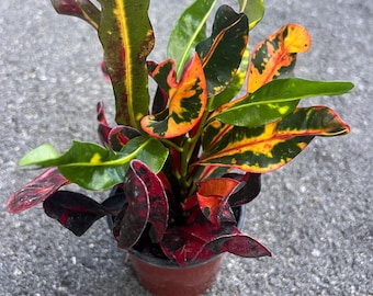 Croton Mamey in 4" Pot, house plant, indoor, outdoor