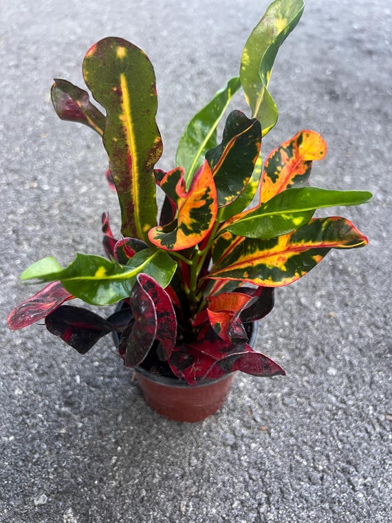 Croton Mamey in 4" Pot, house plant, indoor, outdoor