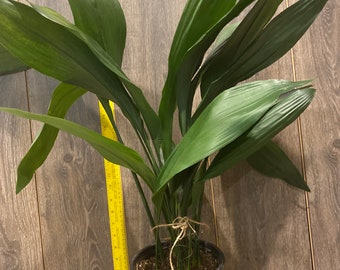 CAST IRON PLANT - Aspidistra elatior - 6" pot - Etsy sterreich