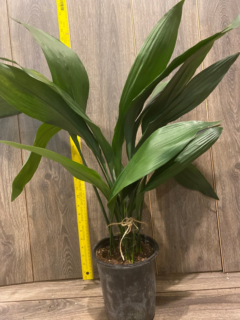 CAST IRON PLANT Aspidistra elatior 6 pot image 4