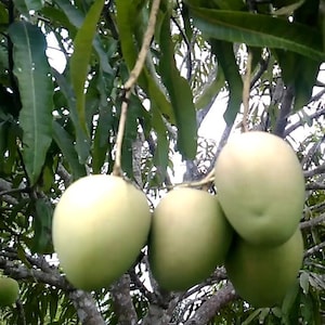 Mallika Mango Tree. grafted in 3 gallons pot image 1