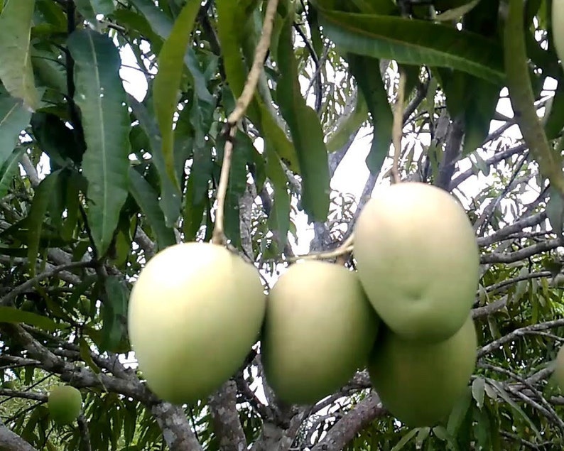 Mallika Mango Tree. grafted in 3 gallons pot image 1