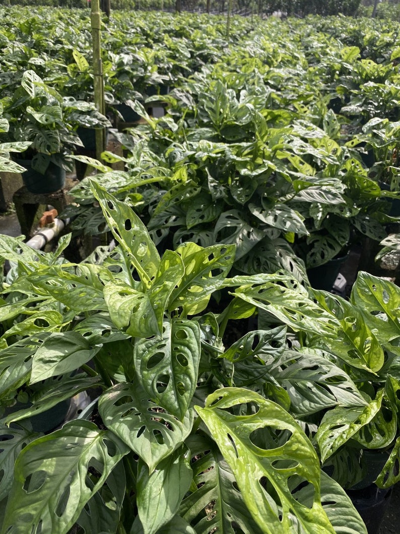 Monstera Adansonii Swiss Cheese Vine 10 cuttings Wide Form Etsy