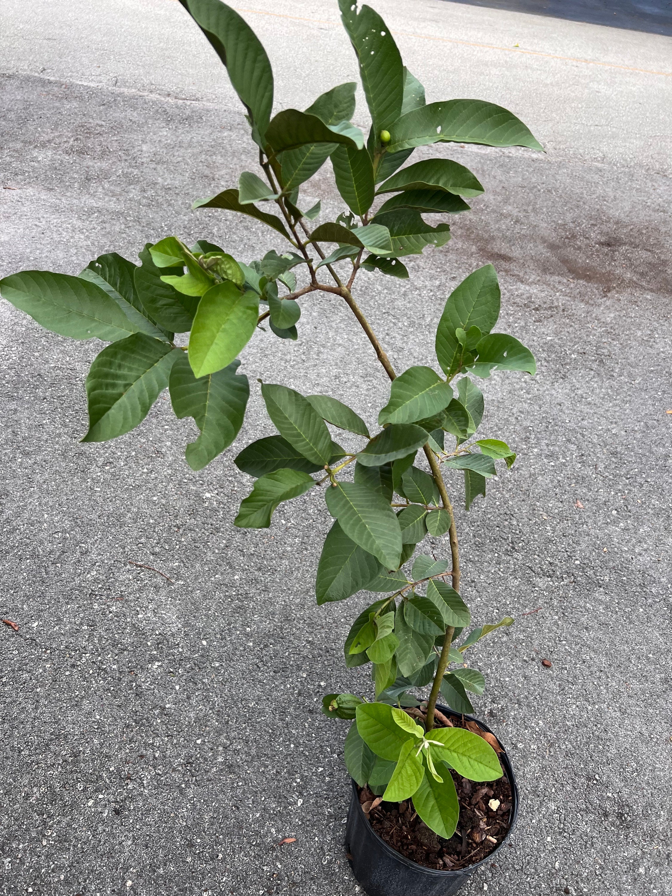 Thai Guava, in 10" Pot, Jambu Batu, Psidium Guajava, Ferang, White ...