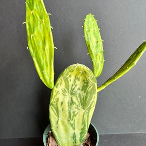 Variegated Opuntia, prickly pear variegated in 4" Pot, opuntia cactus