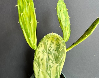 Variegated Opuntia, prickly pear variegated in 4&quot; Pot, opuntia cactus