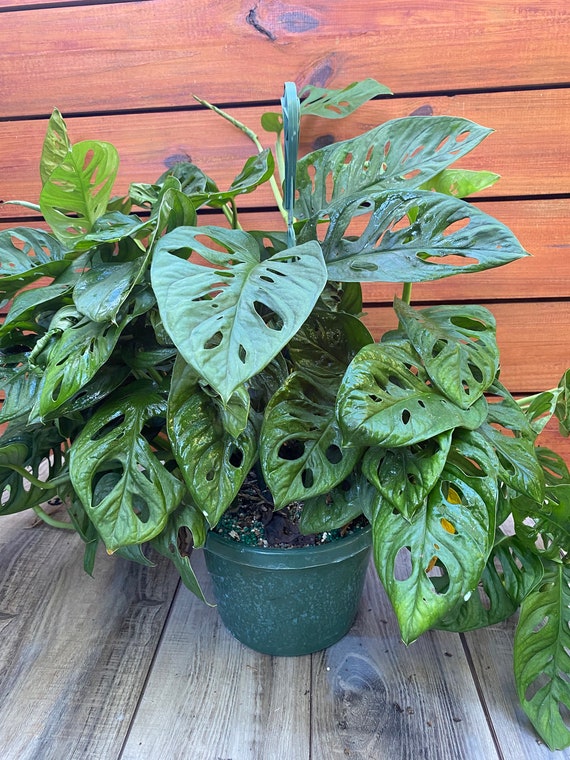 Monstera adansonii, Swiss Cheese Plant 6" Potted Plant with 8" Coir Totem