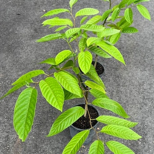 Ylang Ylang tree in half Gallon Pot, Cananga Odorata image 6